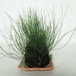 ヒメトクサの草物盆栽