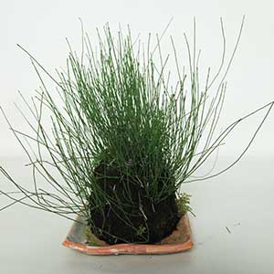 ヒメトクサの草物盆栽