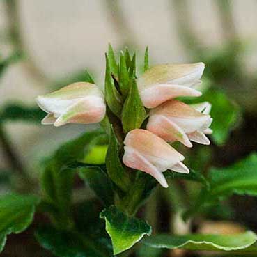 アケボノシュスラン