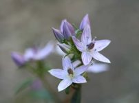 ムラサキセンブリ