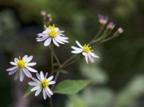 キヨスミコンギク