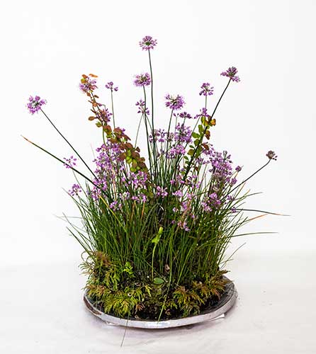 ヤマラッキョウ、メギ