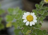 アシズリノジギク