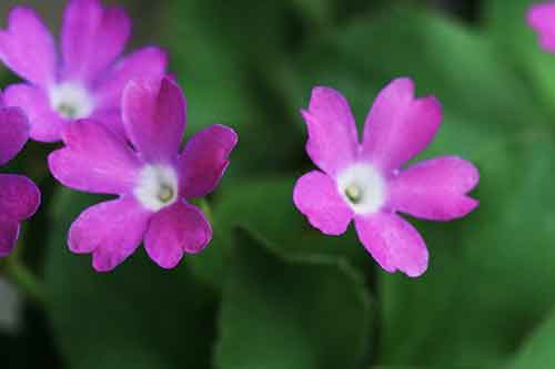 プリムラ・ヒルスタ