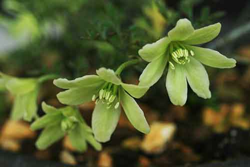 クレマチス ペトリエイ