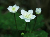 八重ニリンソウ