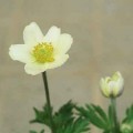Anemone xlesseri