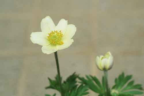 Anemone xlesseri