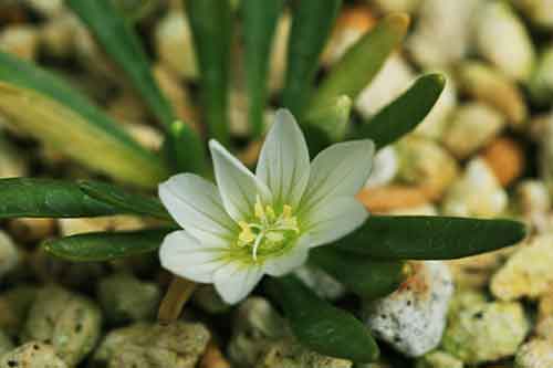 ラナンキュラス ゴールドコインの育て方 山野草を育てる ラナンキュラス ゴールドコインの育て方 山野草を育てる