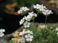 アンドロサケ・ビローサ