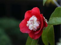 卜伴椿（ボクハンツバキ）