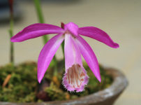 タイリントキソウ