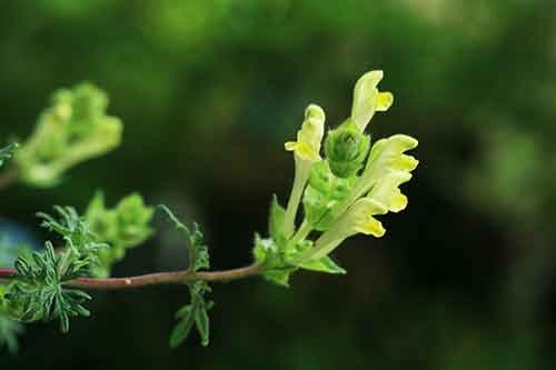 Scutellaria orientalis subsp. pinnatifida