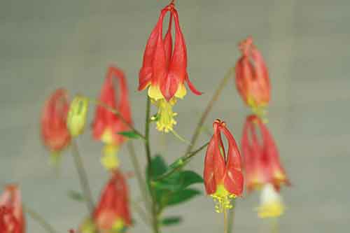 カナダオダマキ