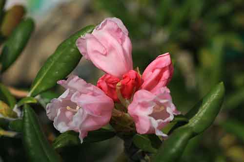 ヤクシマシャクナゲ