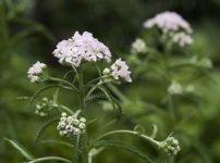 キタノコギリソウ