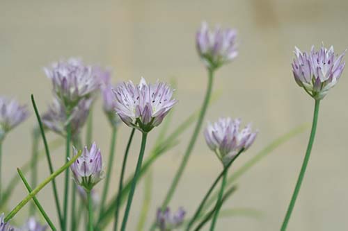 北海道の高山の花カムイビランジとヒメエゾネギ 姫蝦夷葱 山野草を育てる