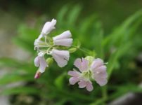 カムイビランジ