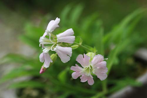 北海道の高山の花カムイビランジとヒメエゾネギ 姫蝦夷葱 山野草を育てる