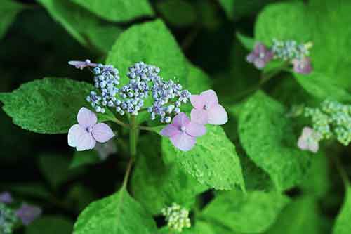 ヤマアジサイ（九重山）