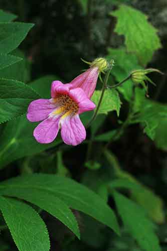 レーマンニア・エラータ