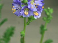 ポレモニウム　カエルレウム