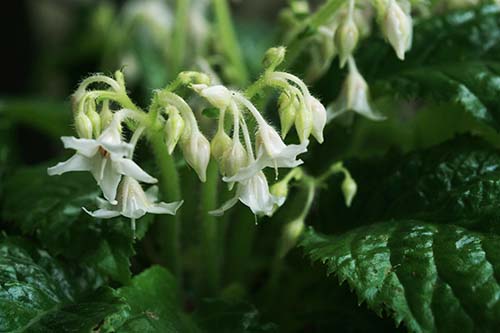 イワタバコ 岩煙草 の育て方 山野草を育てる