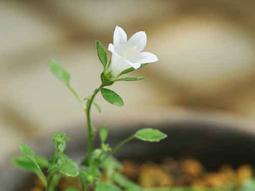 カンパニュラ・サルトリー