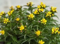 イッスンキンカ