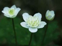 八重ニリンソウ