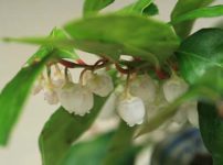 ゴールテリア・プロクムベンス