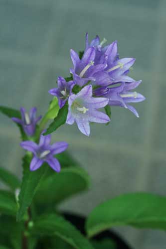 ヒメヤツシロソウ