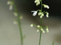 ヤクシマケイビラン