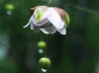 レンゲショウマ