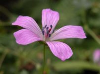 ハクサンフウロ