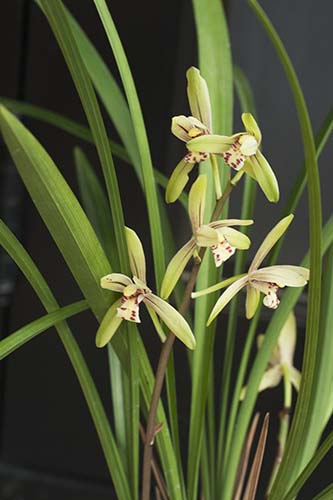 スルガラン 駿河蘭 の育て方 山野草を育てる