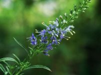 サンイントラノオ