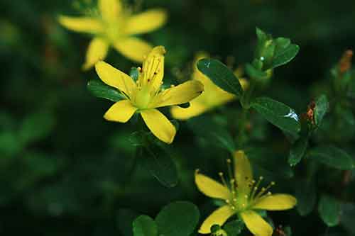 ヤクシマオトギリ