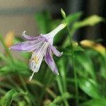 ヤクシマギボウシ