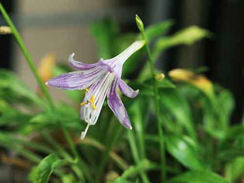 ヤクシマギボウシ