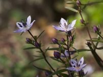 ムラサキセンブリ