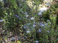 ムラサキセンブリ