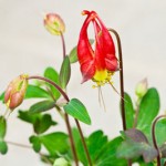 カナダオダマキ