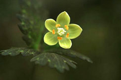 アズマシロカネソウ