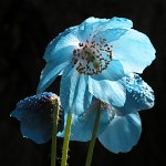 ヒマラヤの青いケシ