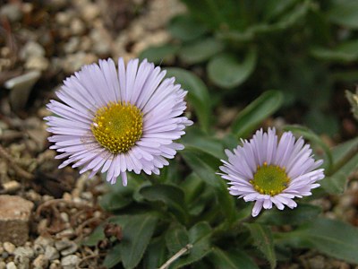 ミヤマアズマギク