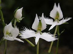 タリヌム カリキヌム クサハナビ の育て方 仲間のハゼランとスベリヒユ属のポーチュラカの特徴 山野草を育てる タリヌム カリキヌム クサハナビ の育て方 仲間のハゼランとスベリヒユ属のポーチュラカの特徴 山野草を育てる