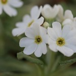 白花ネムロコザクラ