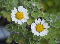 アシズリノジギク