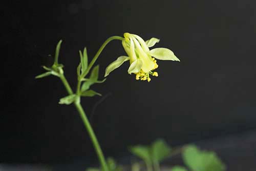 アクイレギア・フラベスケンス（Aquilegia flavescens var. flavescens）